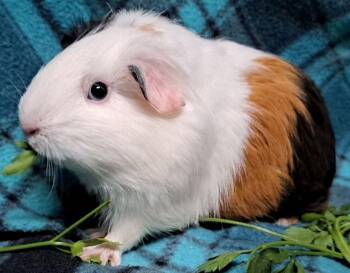 Rescue Silkie Sheltie Guinea Pigs for Adoption in Chicago Heights, Illinois - Shay | PetCurious